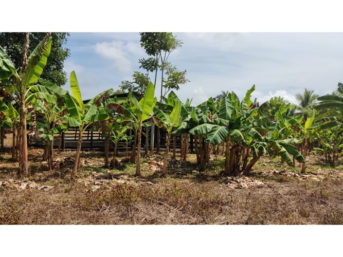 Lote en venta en Boca De La Ceiba, Montería, 9027 m² · foto 19 de 24