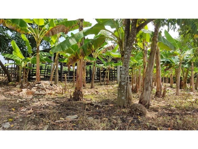 Lote en venta en Boca De La Ceiba, Montería, 9027 m² · foto 20 de 24
