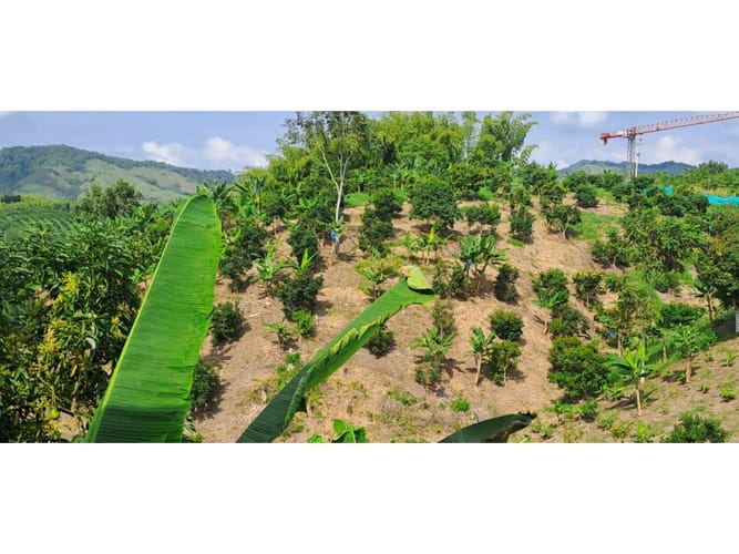Finca en venta en Combia, Pereira, 300 m² · foto 8 de 24