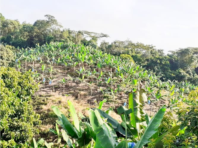 Finca en venta en Combia, Pereira, 300 m² · foto 23 de 24