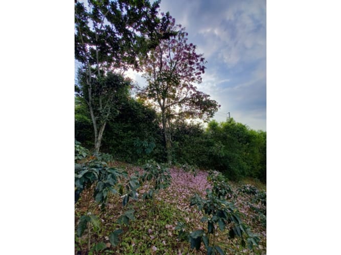 Finca en venta en Santagueda, Manizales, 270 m² · foto 24 de 24