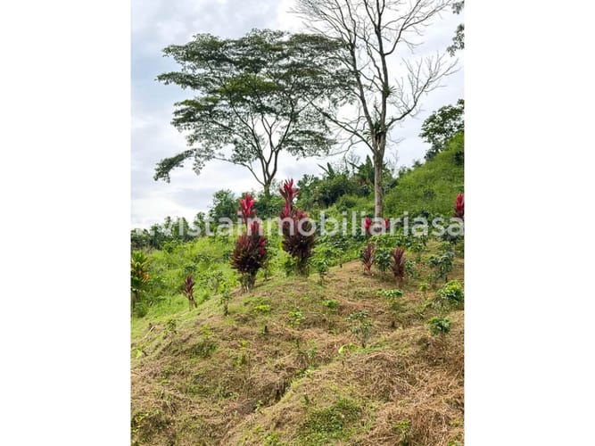 Lote en venta en Cerritos, Pereira, 70000 m² · foto 4 de 7