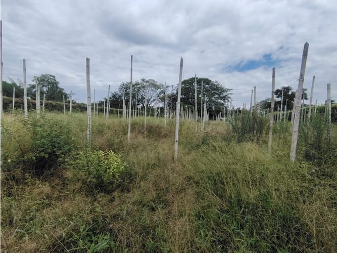 Lote en venta en El Caimo, Armenia, 3200 m² · foto 4 de 4