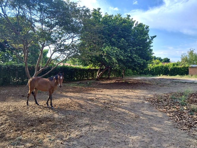 Lote en venta en Rozo, Palmira, 1610 m² · foto 6 de 15