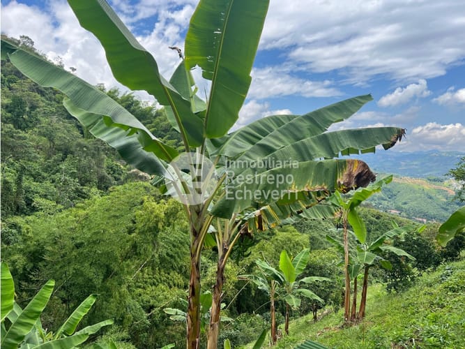 Finca en venta en San Peregrino, Manizales, 379 m² · foto 5 de 24