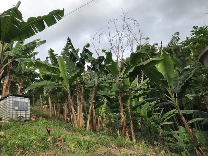 Finca en venta en San Peregrino, Manizales, 379 m² · foto 14 de 24