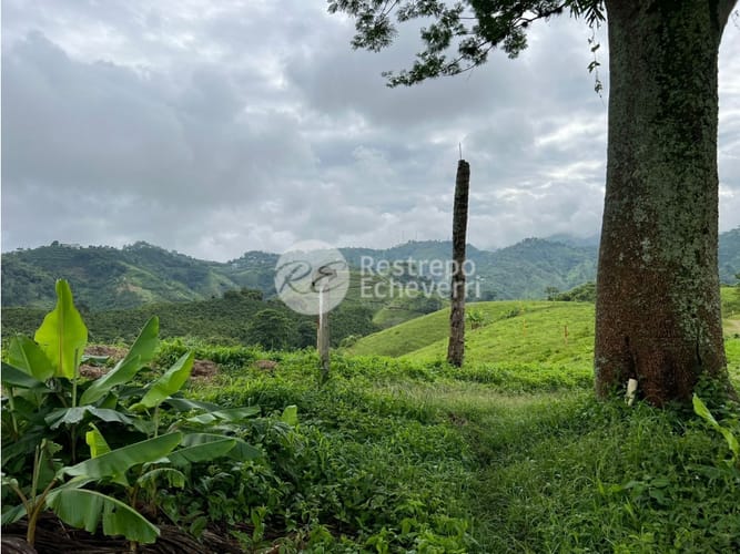 Lote en venta en La Trinidad, Manizales, 1728 m² · foto 14 de 24