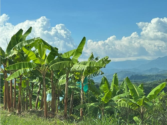 Finca en venta en La Cabaña, Manizales · foto 2 de 24