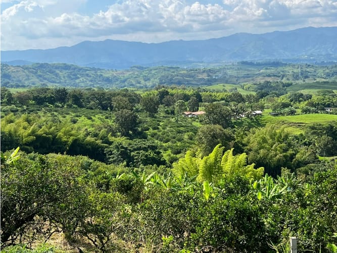 Finca en venta en La Cabaña, Manizales · foto 3 de 24
