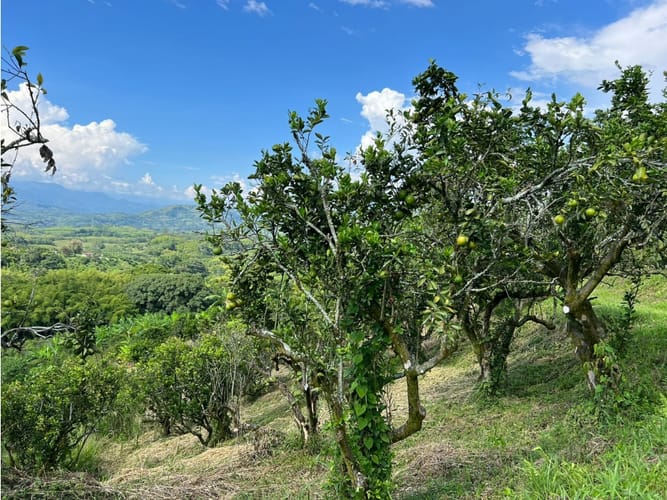 Finca en venta en La Cabaña, Manizales · foto 4 de 24