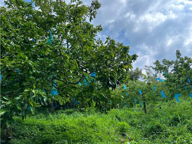 Finca en venta en La Cabaña, Manizales · foto 5 de 24