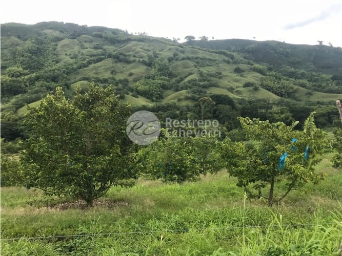 Finca en venta en La Cabaña, Manizales · foto 6 de 24