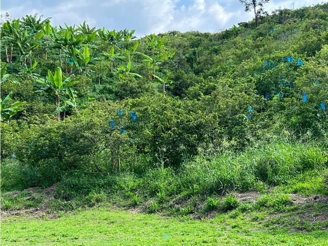 Finca en venta en La Cabaña, Manizales · foto 7 de 24