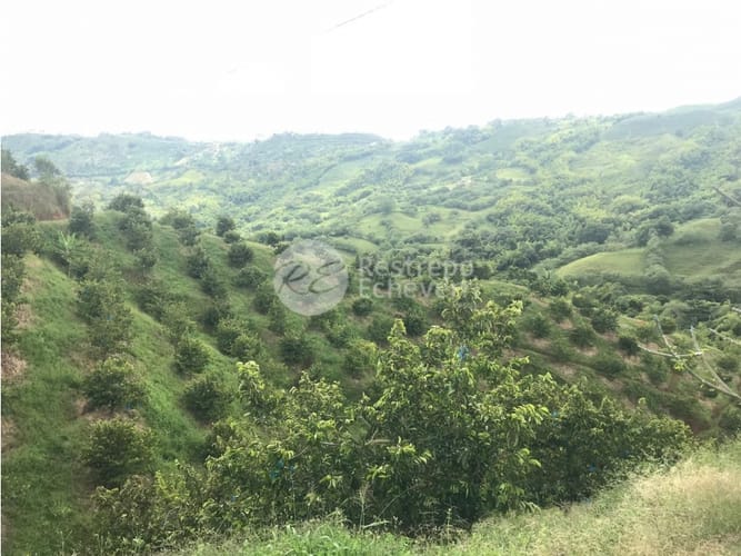 Finca en venta en La Cabaña, Manizales · foto 8 de 24