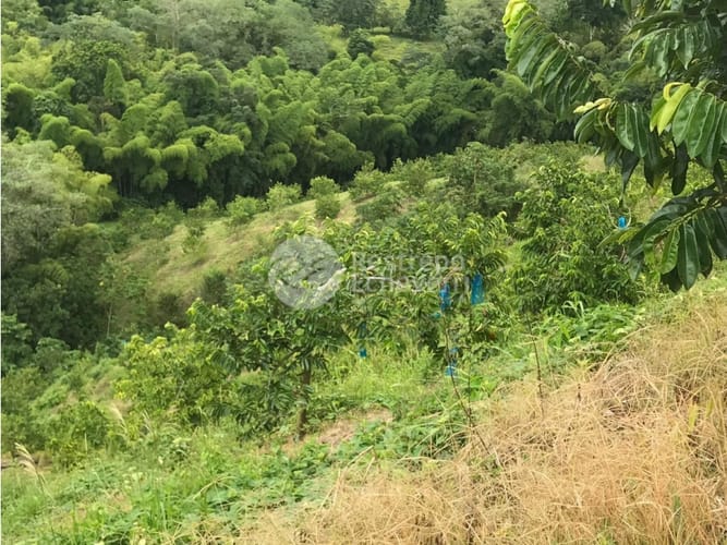 Finca en venta en La Cabaña, Manizales · foto 9 de 24