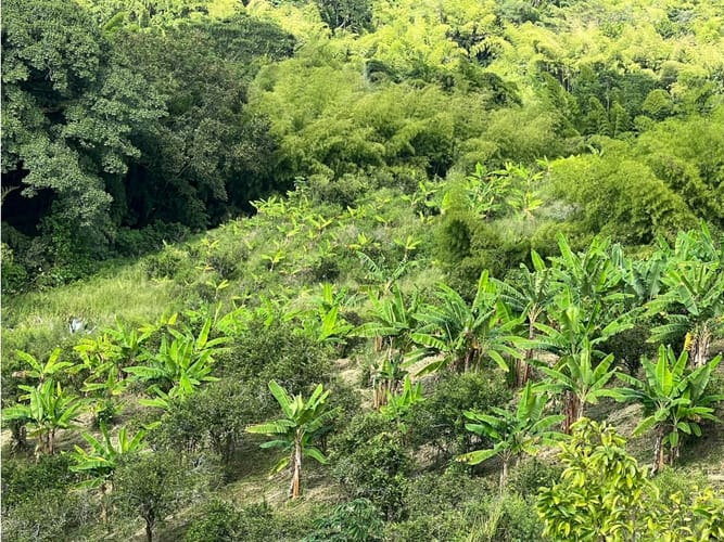 Finca en venta en La Cabaña, Manizales · foto 11 de 24