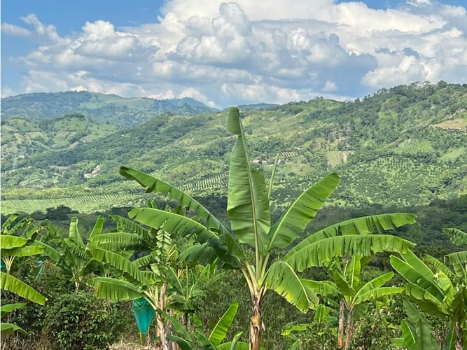 Finca en venta en La Cabaña, Manizales · foto 12 de 24