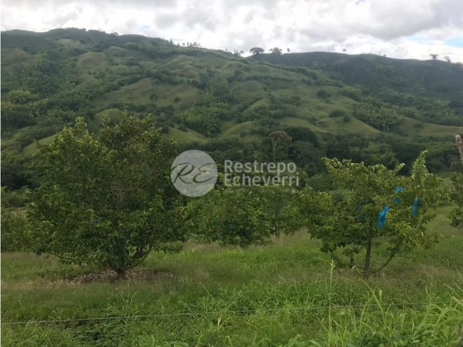 Finca en venta en La Cabaña, Manizales · foto 13 de 24