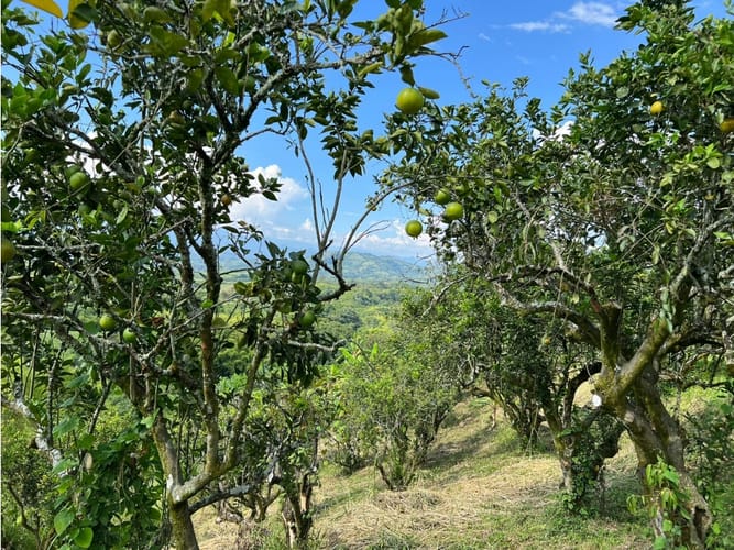 Finca en venta en La Cabaña, Manizales · foto 14 de 24