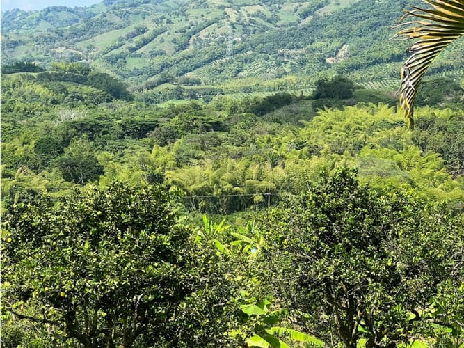 Finca en venta en La Cabaña, Manizales · foto 15 de 24