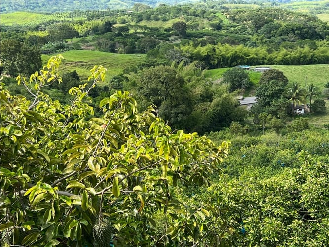 Finca en venta en La Cabaña, Manizales · foto 16 de 24