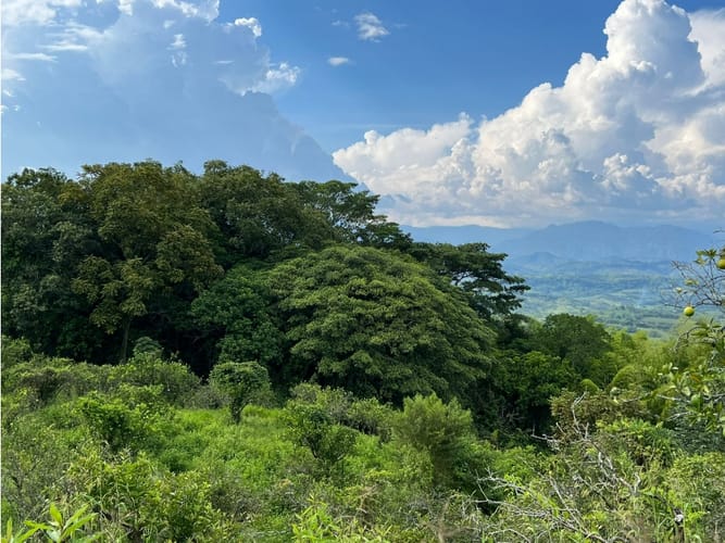 Finca en venta en La Cabaña, Manizales · foto 17 de 24