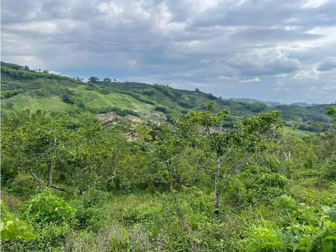 Finca en venta en La Cabaña, Manizales · foto 19 de 24