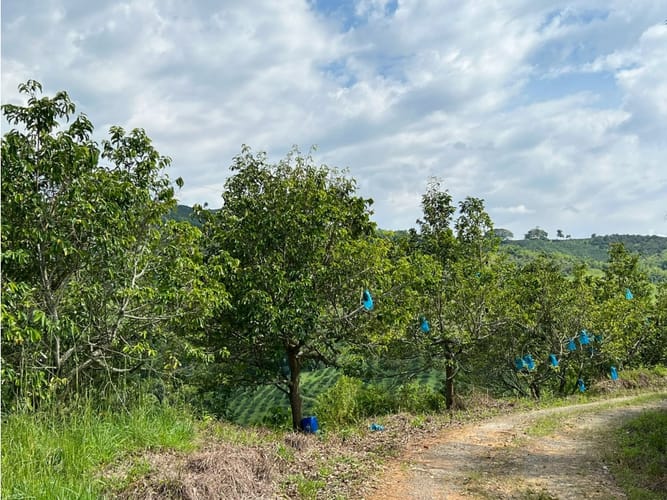 Finca en venta en La Cabaña, Manizales · foto 20 de 24