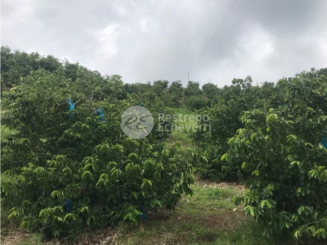 Finca en venta en La Cabaña, Manizales · foto 23 de 24
