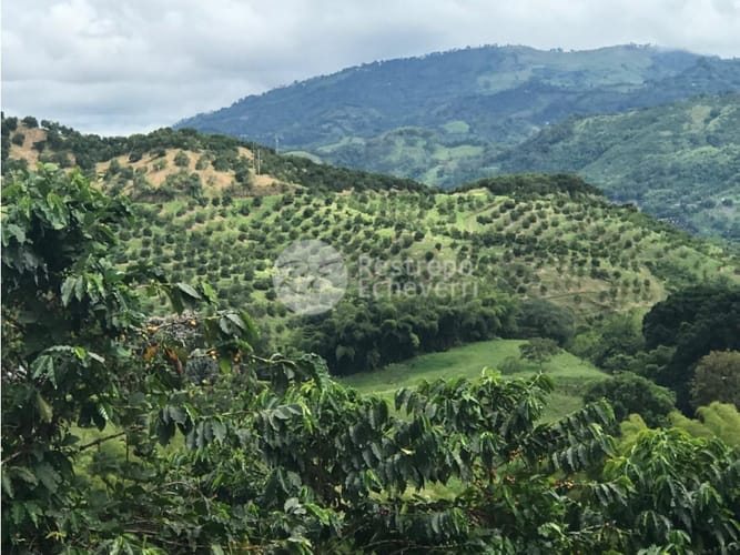 Finca en venta en La Cabaña, Manizales · foto 24 de 24