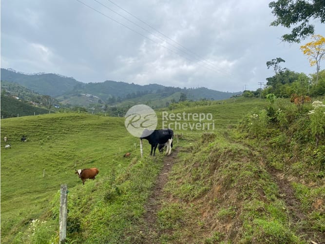 Lote en venta en San Fernando, Dosquebradas · foto 14 de 14