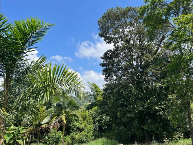 Lote en venta en El Arenillo, Manizales · foto 10 de 10