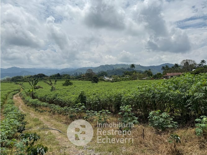 Lote en venta en El Rosario, Manizales, 5000 m² · foto 2 de 3