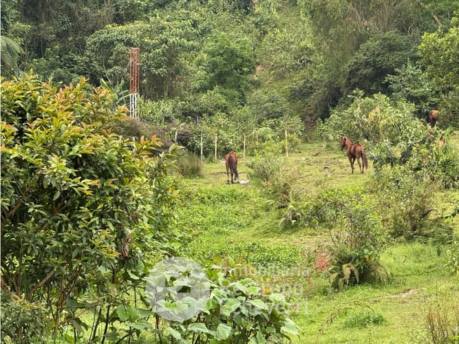 Lote en venta en Bosques Del Norte, Manizales, 12000 m² · foto 3 de 5