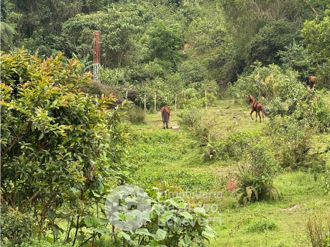 Lote en venta en Bosques Del Norte, Manizales, 12000 m² · foto 5 de 5