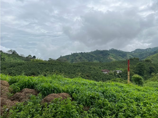 Lote en venta en La Trinidad, Manizales, 1803 m² · foto 7 de 24