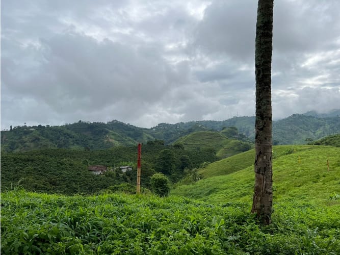 Lote en venta en La Trinidad, Manizales, 1803 m² · foto 9 de 24