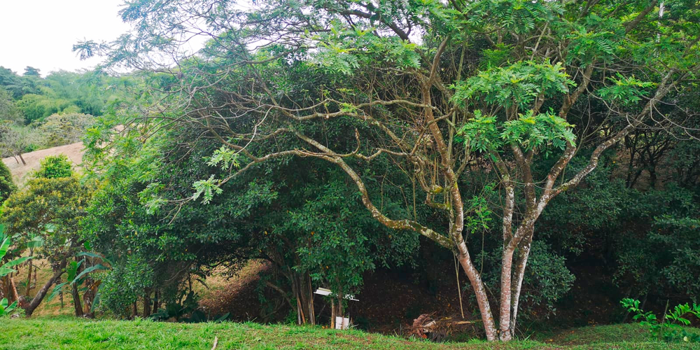 Lote en venta en Porerito, Jamundí · foto 15 de 22