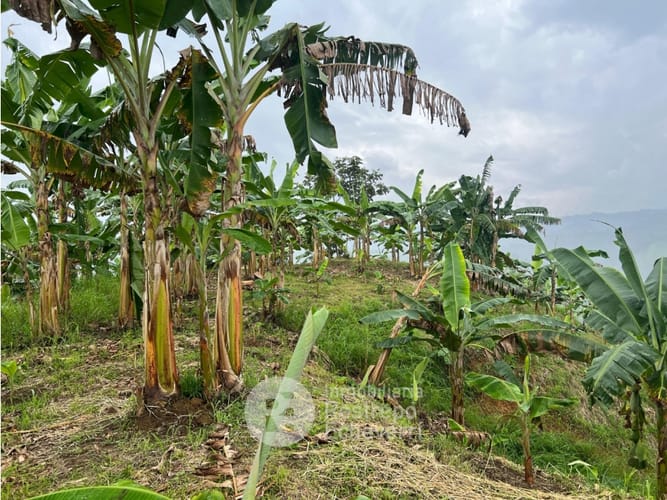 Finca en venta en La Trinidad, Manizales · foto 4 de 13