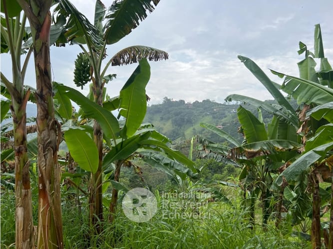 Finca en venta en La Trinidad, Manizales · foto 5 de 13
