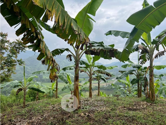 Finca en venta en La Trinidad, Manizales · foto 6 de 13