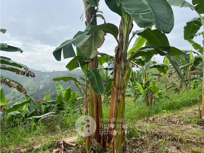 Finca en venta en La Trinidad, Manizales · foto 7 de 13