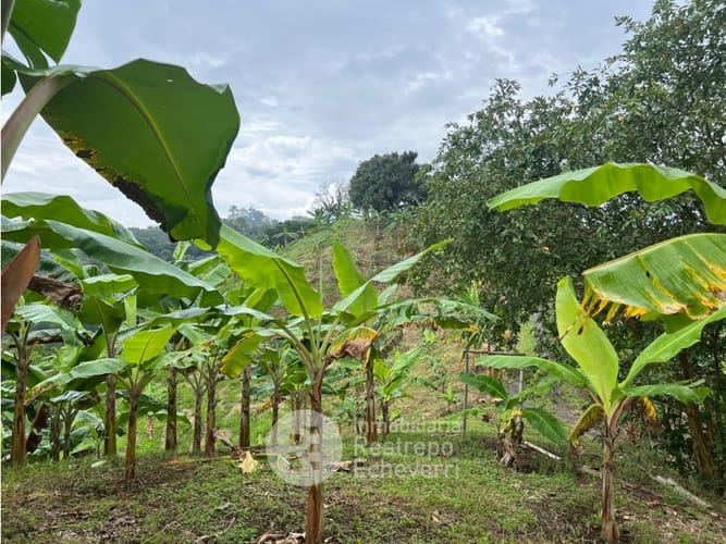 Finca en venta en La Trinidad, Manizales · foto 9 de 13