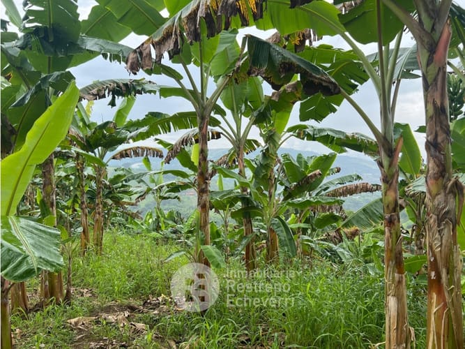 Finca en venta en La Trinidad, Manizales · foto 10 de 13