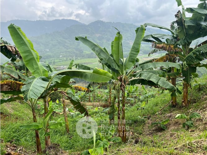 Finca en venta en La Trinidad, Manizales · foto 11 de 13