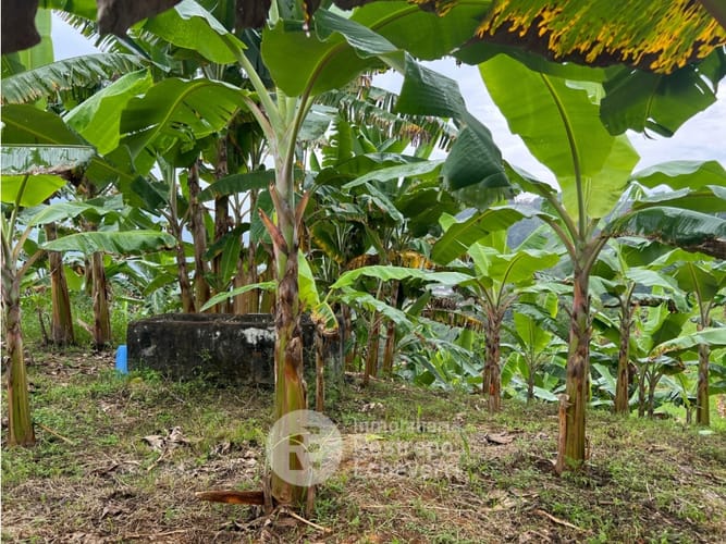 Finca en venta en La Trinidad, Manizales · foto 12 de 13