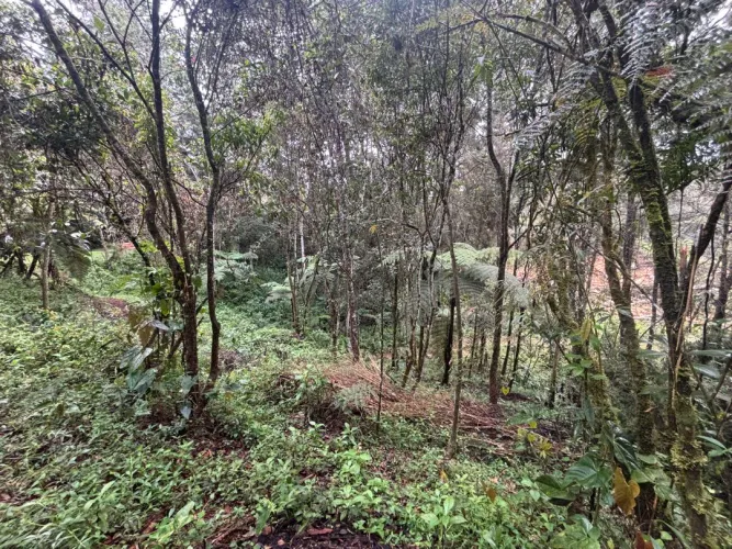 Lote en venta en Guayabito, Rionegro, 6871 m² · foto 5 de 24