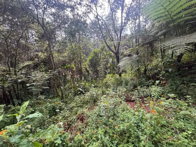 Lote en venta en Guayabito, Rionegro, 6871 m² · foto 15 de 24