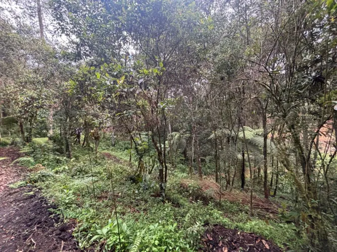 Lote en venta en Guayabito, Rionegro, 6871 m² · foto 21 de 24