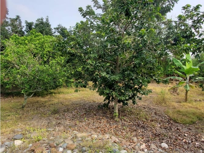 Finca en venta en La Candelaria, Candelaria, 700 m² · foto 6 de 24